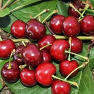 Саджанець Вишня Чудо-вишня